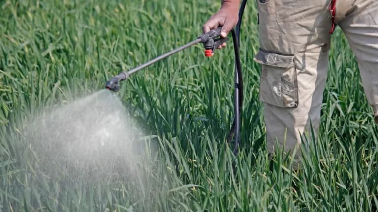 Healthy Indian agricultural crops protected with fungicides illustrating a complete guide to choosing the right fungicide for crop protection in India by Deep Soil.