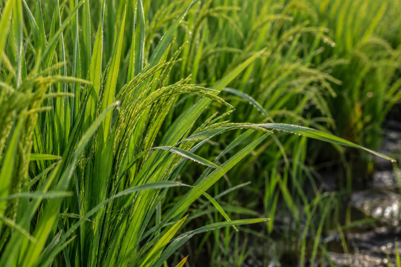 Close view of dew-lit rice leaves in an Indian paddy field